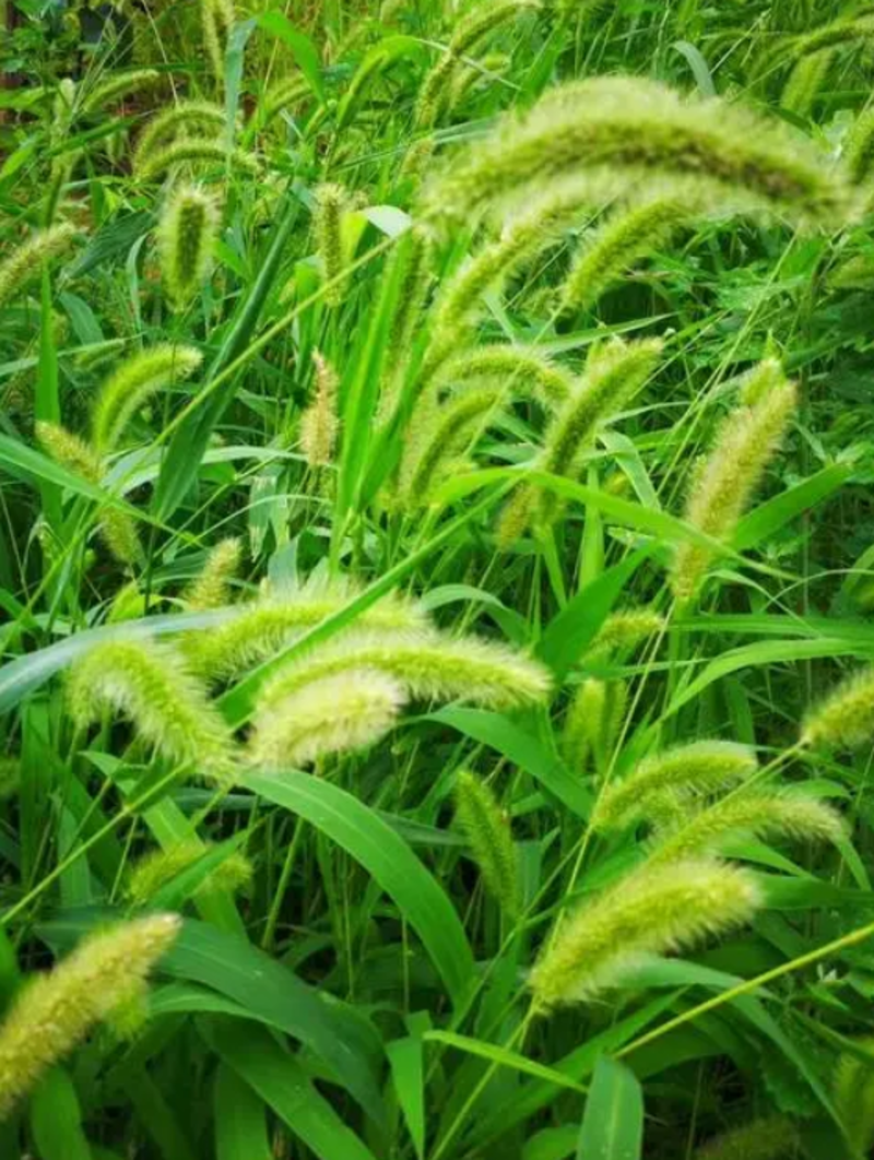 狗尾草种子旱地常见护坡型狗尾草种子牧草种子观赏绿化