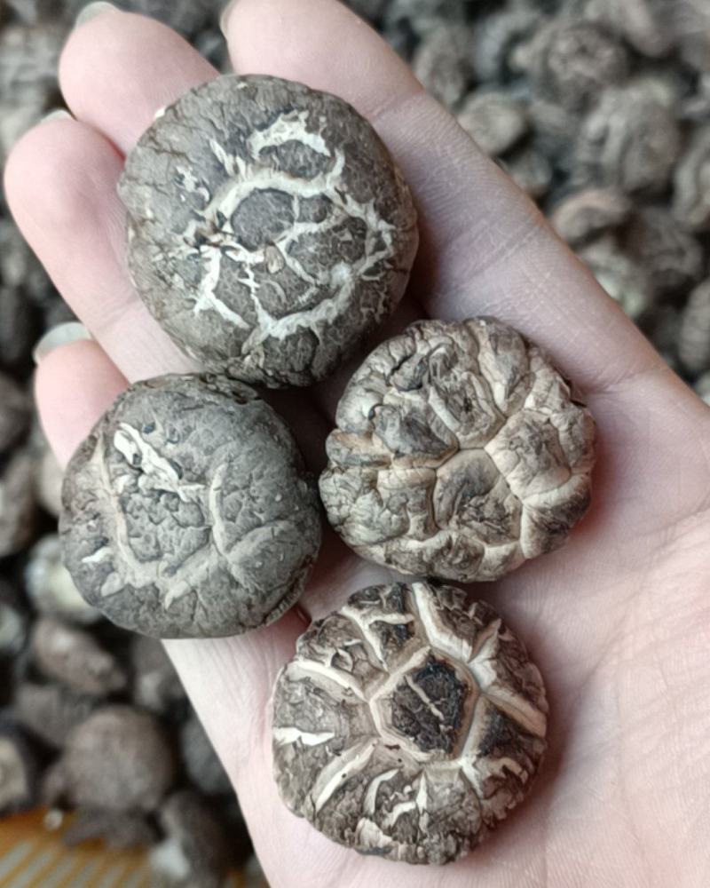 2025年茶花菇香菇干货新货基地直发货源充足