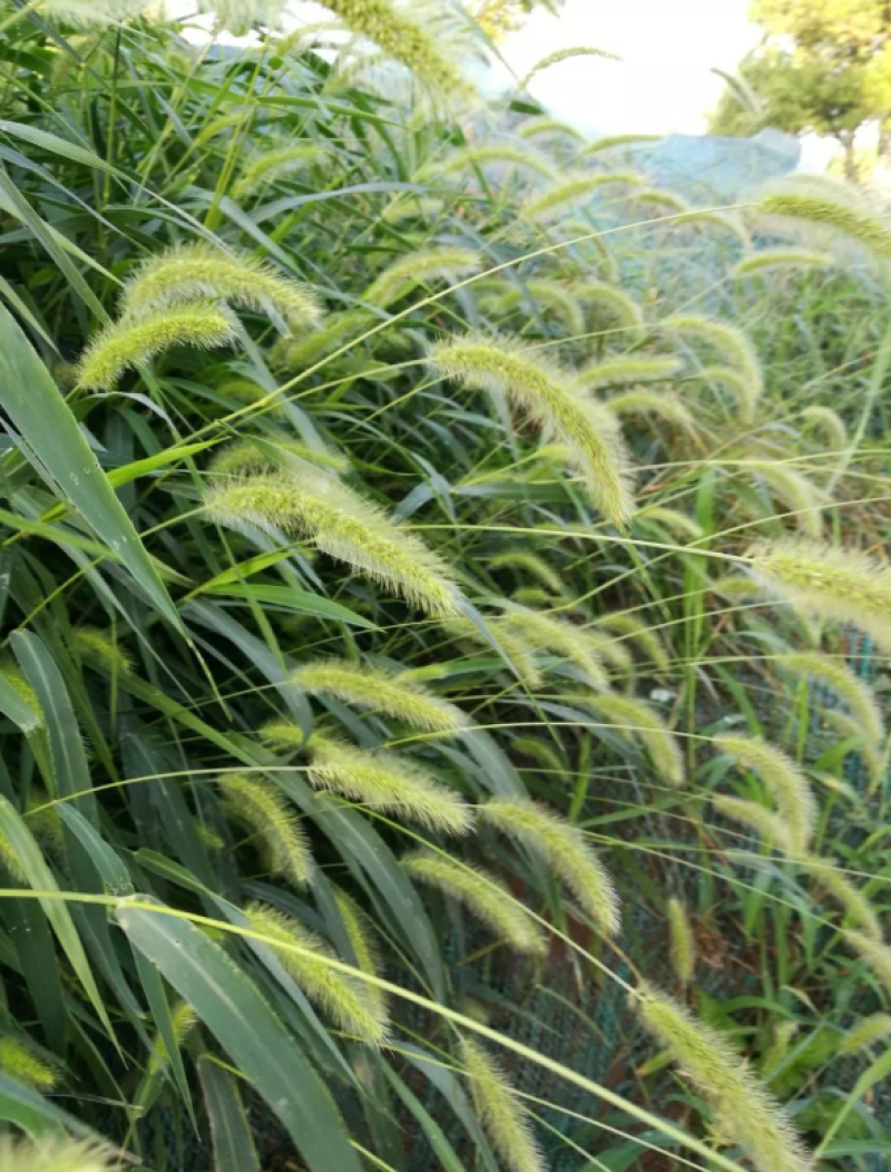 狗尾草种子旱地常见护坡型狗尾草种子牧草种子观赏绿化