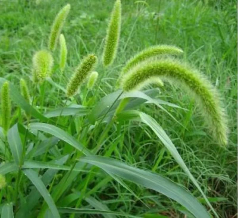 狗尾草种子旱地常见护坡型狗尾草种子牧草种子观赏绿化