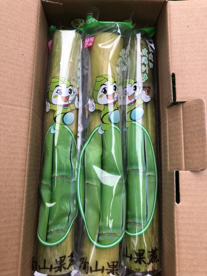陶山甘蔗皮薄质脆渣松而软可手撕皮陶山果蔗量大价优