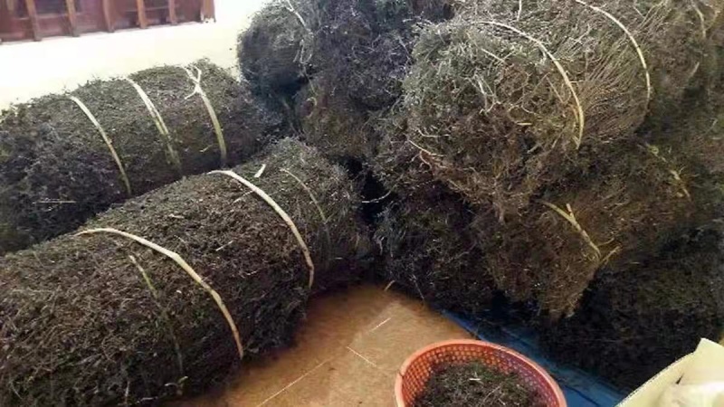 高胶越南草