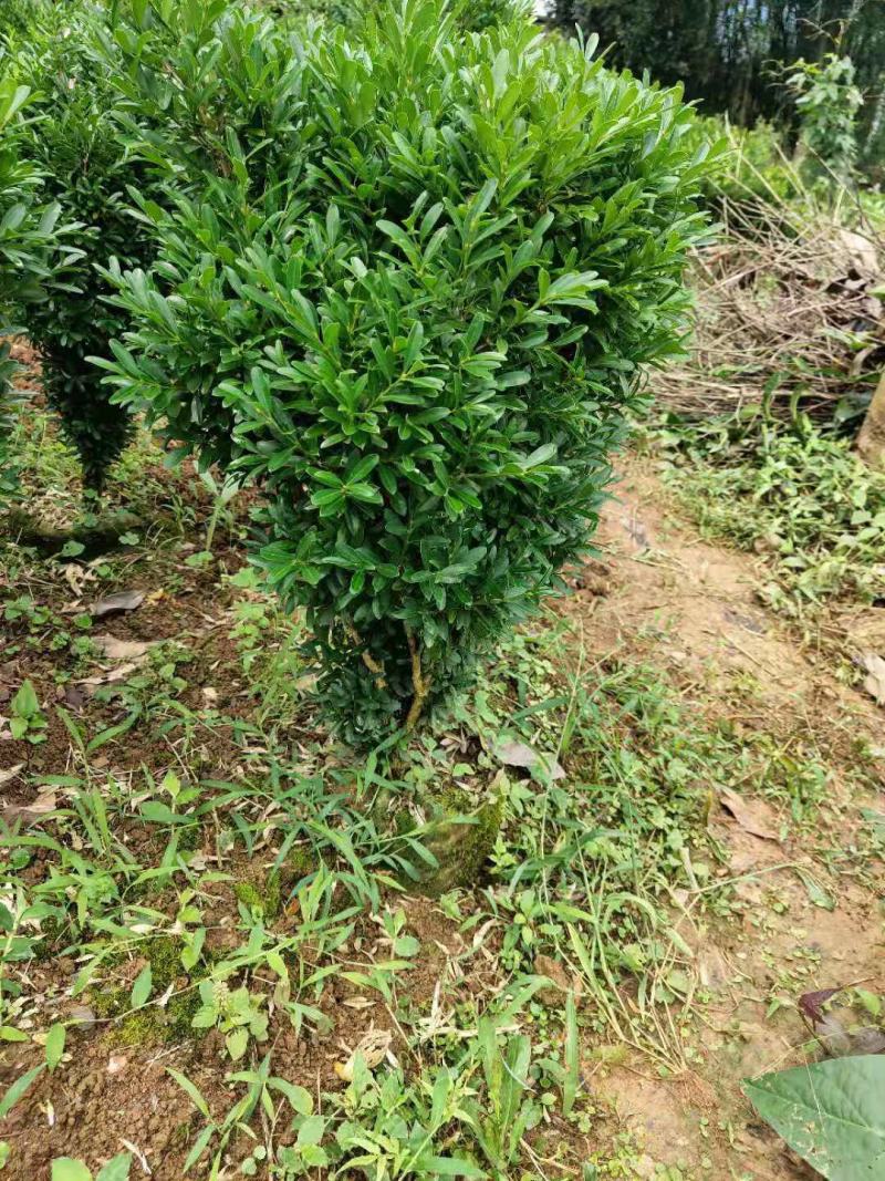 黄杨苗，雀舌黄杨小苗，当年苗，球型苗袋苗场地直供。