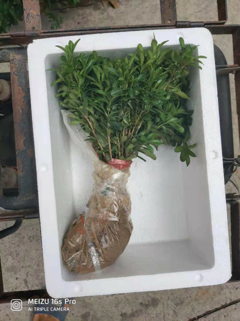 黄杨苗，雀舌黄杨小苗，当年苗，球型苗袋苗场地直供。