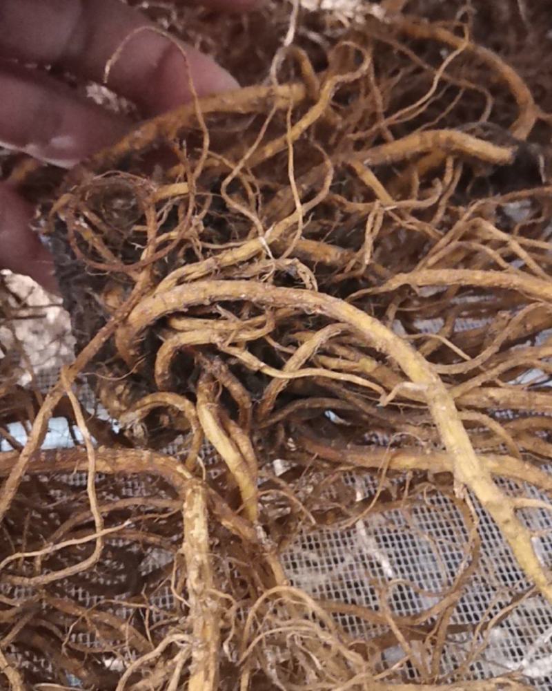 当归，甜当归，日本当归，东北种植产区，支持团购