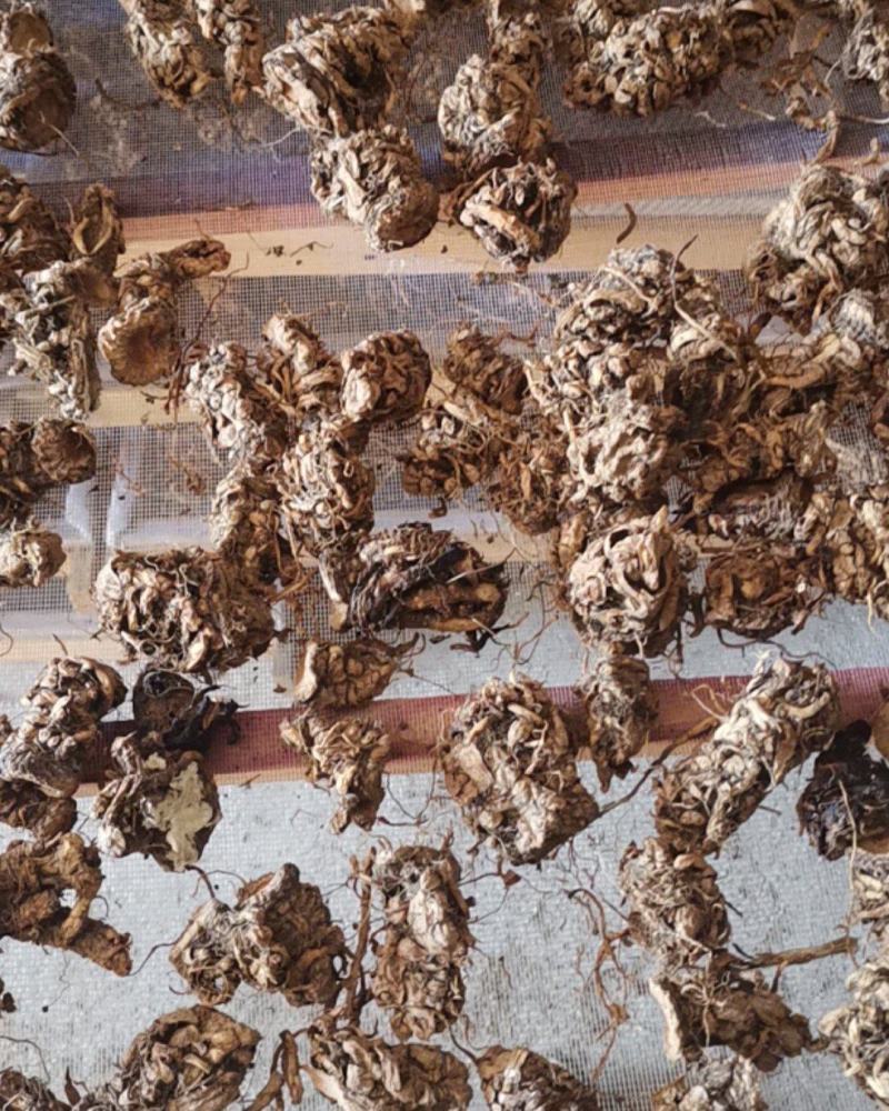 当归，甜当归，日本当归，东北种植产区，支持团购