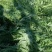 雪里红芥菜，大量现货，诚实合作共嬴。田间地头装車。
