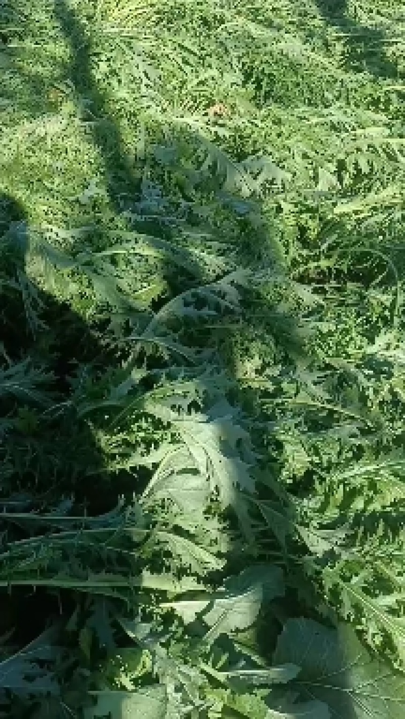 雪里红芥菜，大量现货，诚实合作共嬴。田间地头装車。