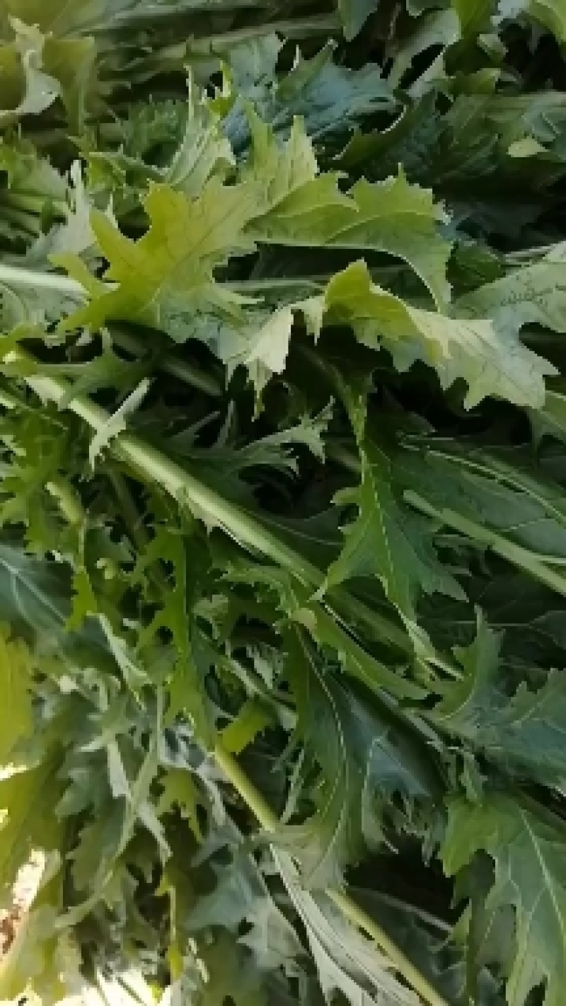 雪里红芥菜，大量现货，诚实合作共嬴。田间地头装車。