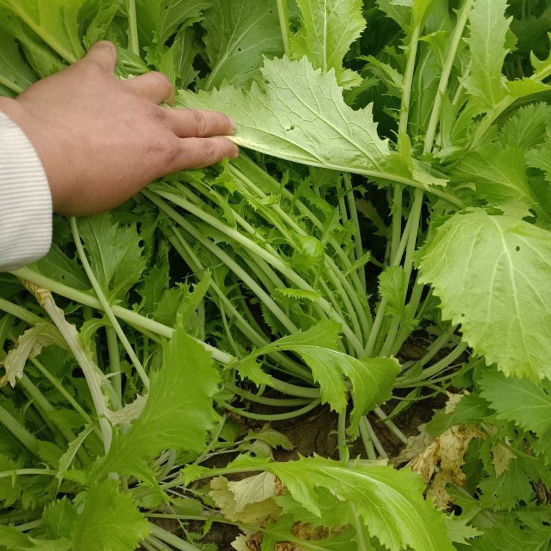 雪里红芥菜，大量现货，诚实合作共嬴。田间地头装車。