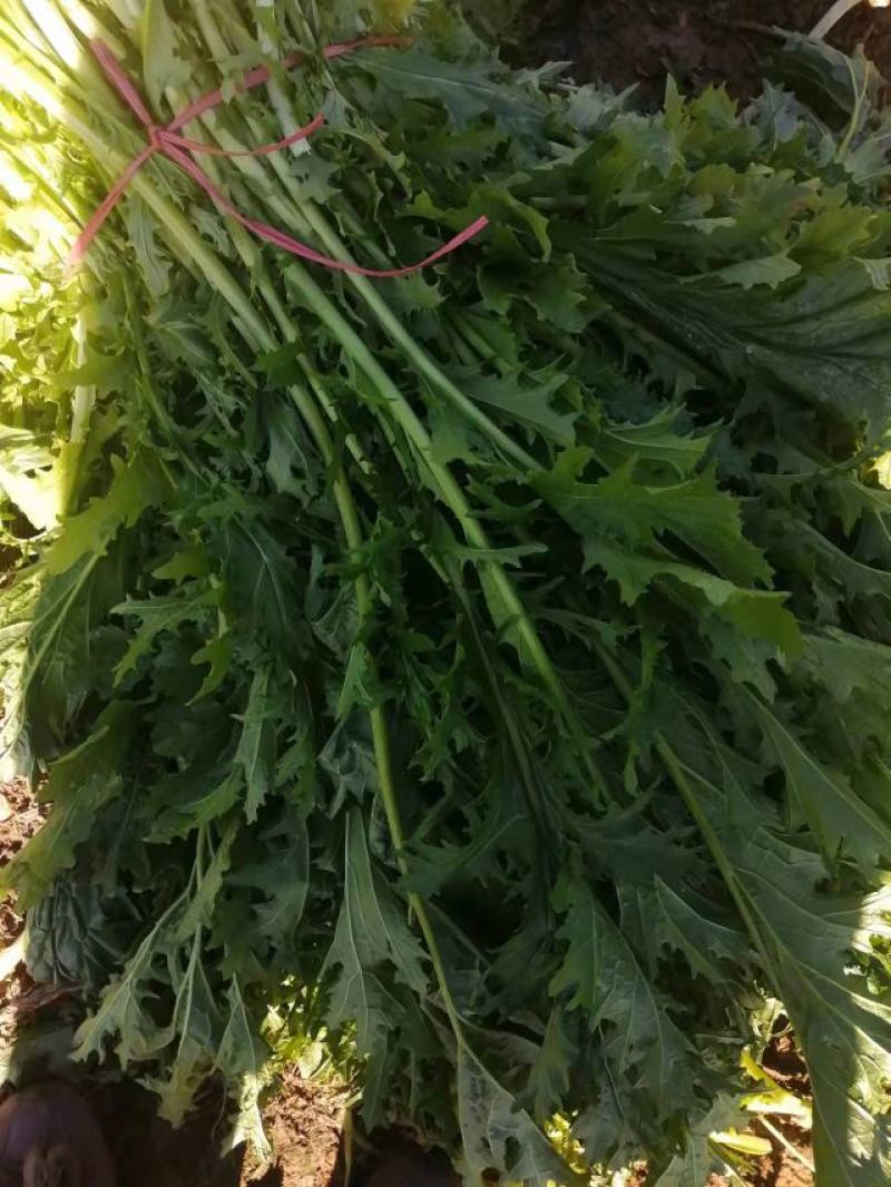雪里红芥菜，大量现货，诚实合作共嬴。田间地头装車。