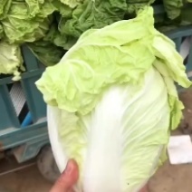 夏阳白菜，以大量上市，产地直发，一手货源，可以视频看货。