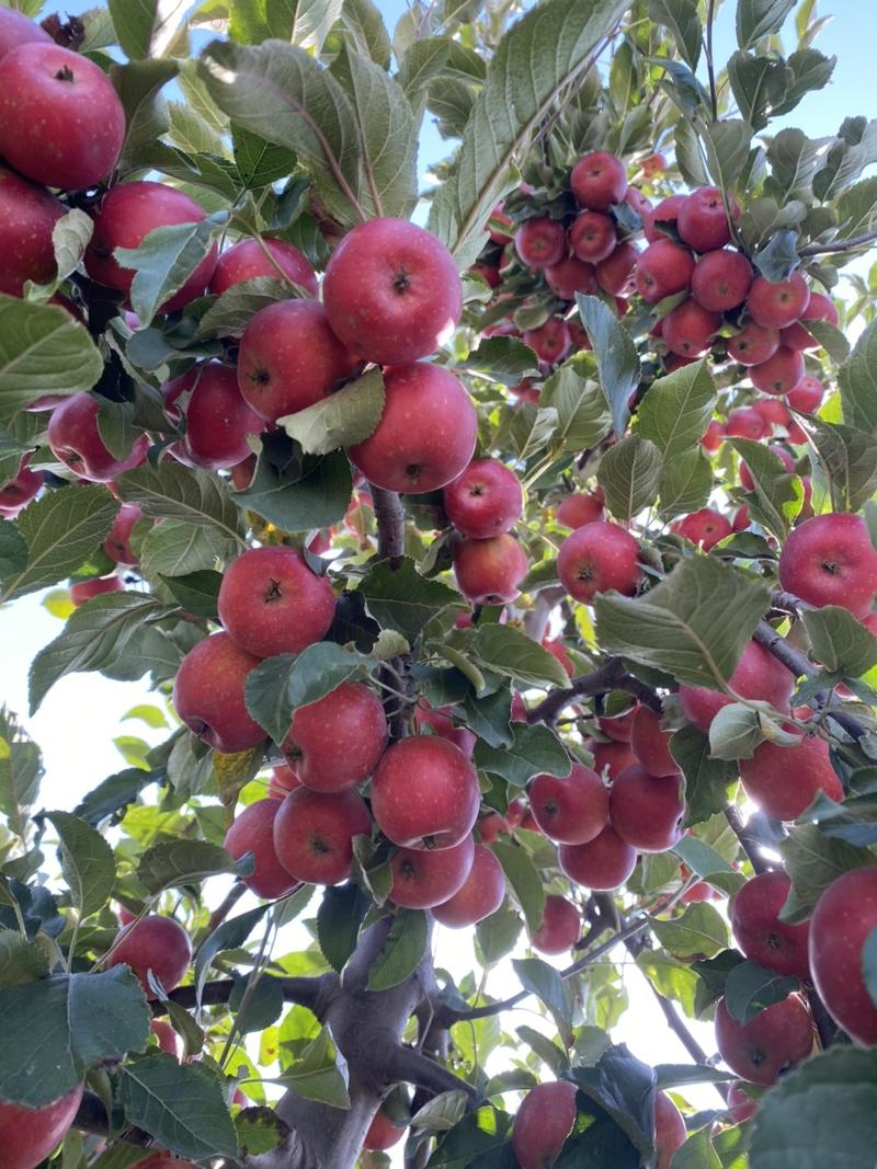 冰糖心小苹果，乙女苹果苗、耐寒小苹果苗、果色全红，