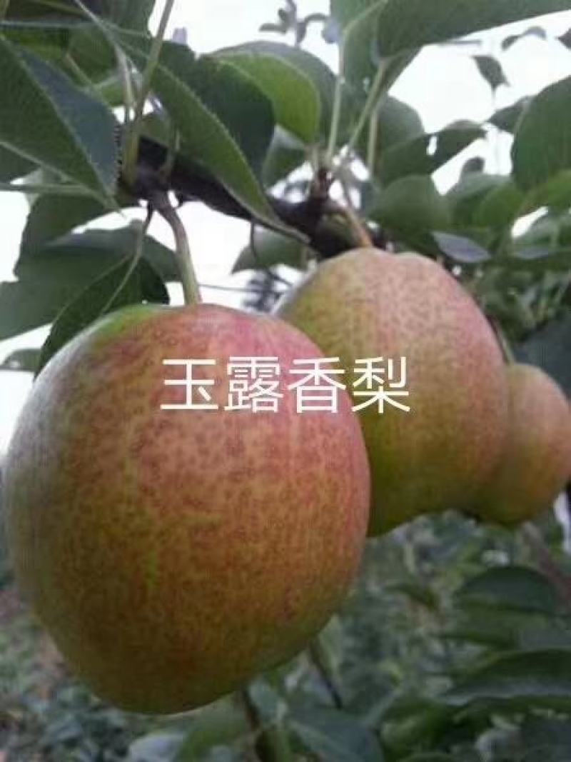 1.5公分秋月梨树价格，2.5公分梨树苗价格