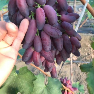 供应、新沙尔葡萄苗，口感甜脆，甘甜可口，果色艳丽，