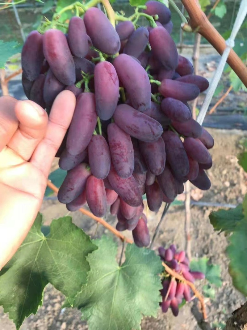 供应、新沙尔葡萄苗，口感甜脆，甘甜可口，果色艳丽，