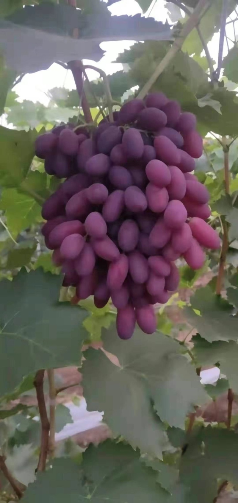 供应、新沙尔葡萄苗，口感甜脆，甘甜可口，果色艳丽，