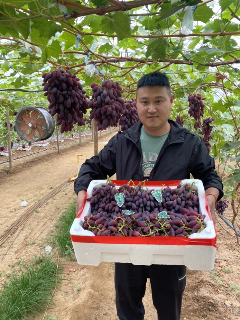 供应、新沙尔葡萄苗，口感甜脆，甘甜可口，果色艳丽，
