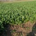 菠菜大量上市，产地直发全国各地市场，诚信经营欢迎新老客