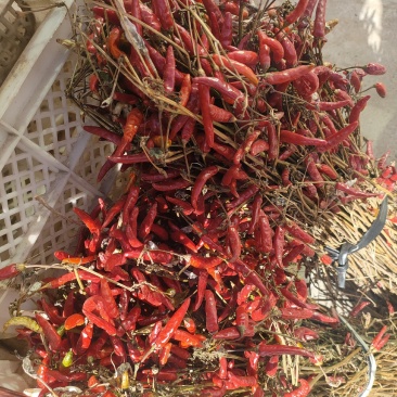 朝天椒干货大量有货