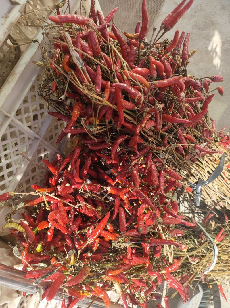 朝天椒干货大量有货