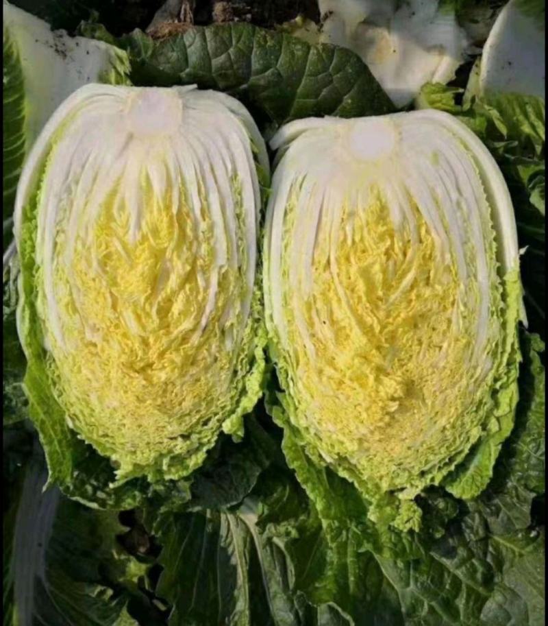 江苏精品黄心白菜盐城东台精品黄心白菜，泡菜厂，酱菜厂，加工厂
