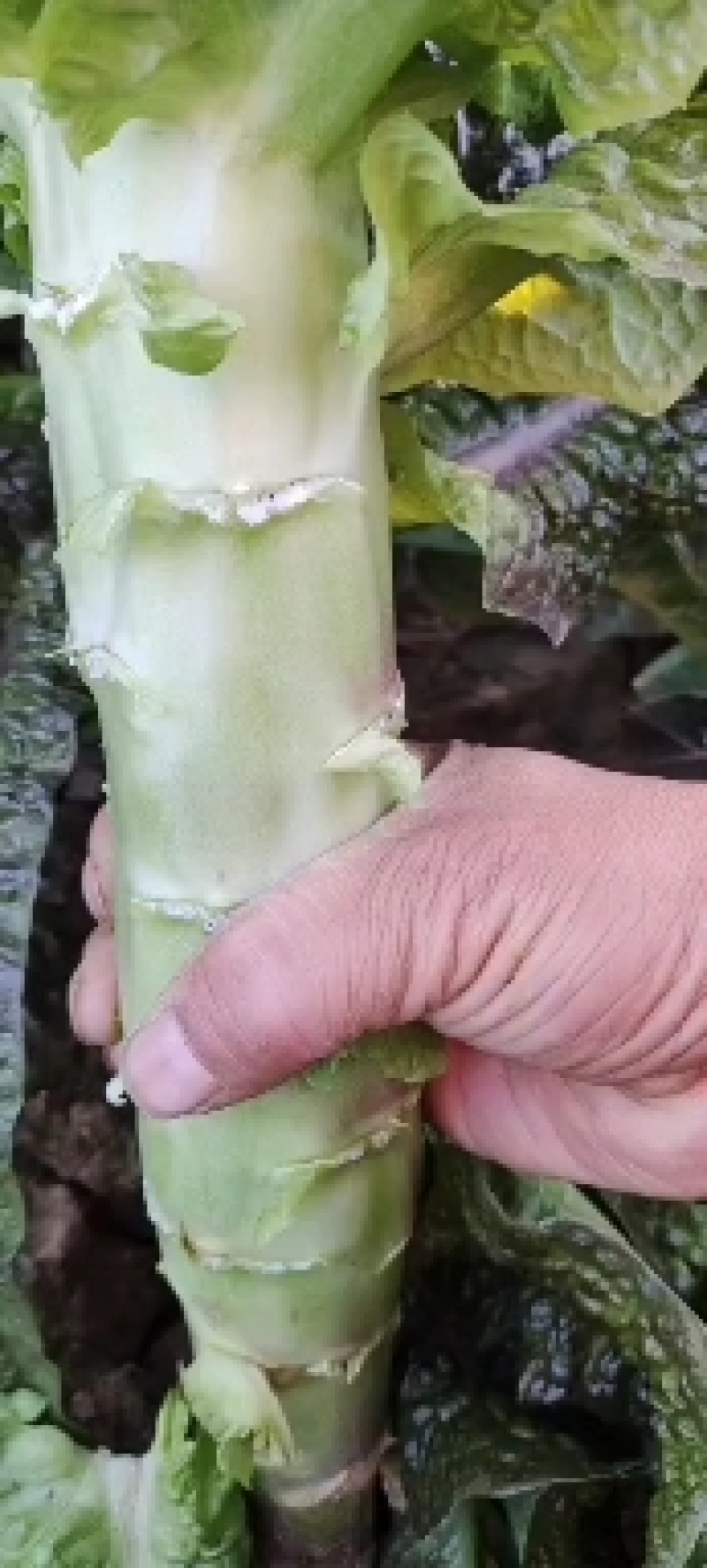 红叶莴笋大量上市
