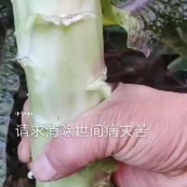 红叶莴笋大量上市