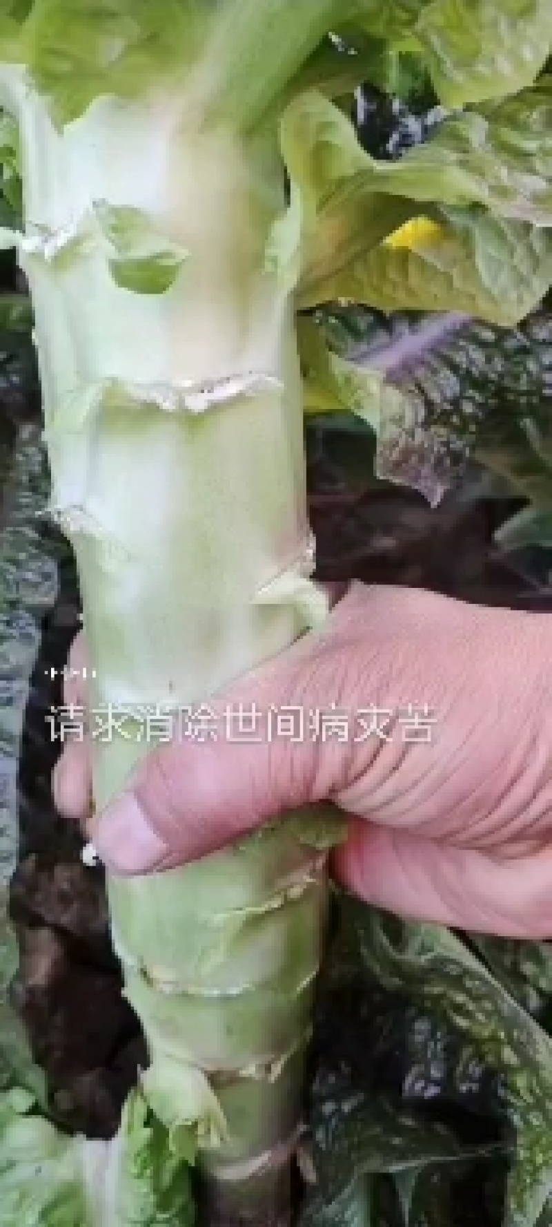红叶莴笋大量上市