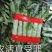 红叶莴笋大量上市