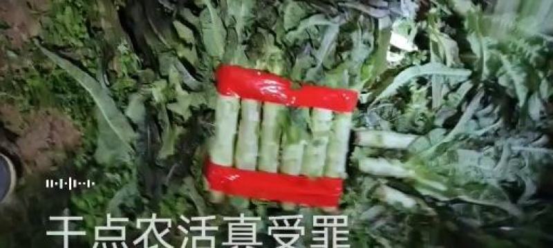 红叶莴笋大量上市