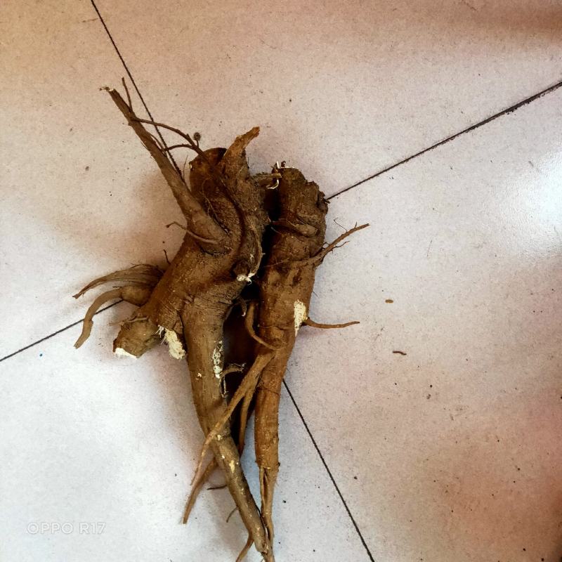 多年生野生商陆出售，量大优惠