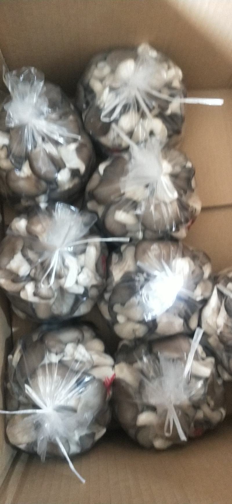 精品秀珍菇基地直销，量大从优，欢迎各地老板咨询问价。