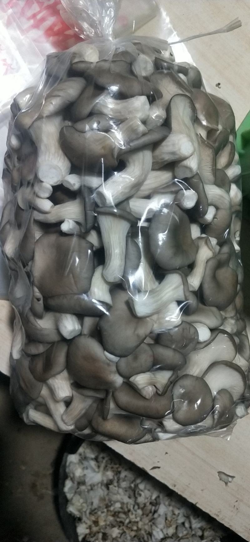 精品秀珍菇基地直销，量大从优，欢迎各地老板咨询问价。