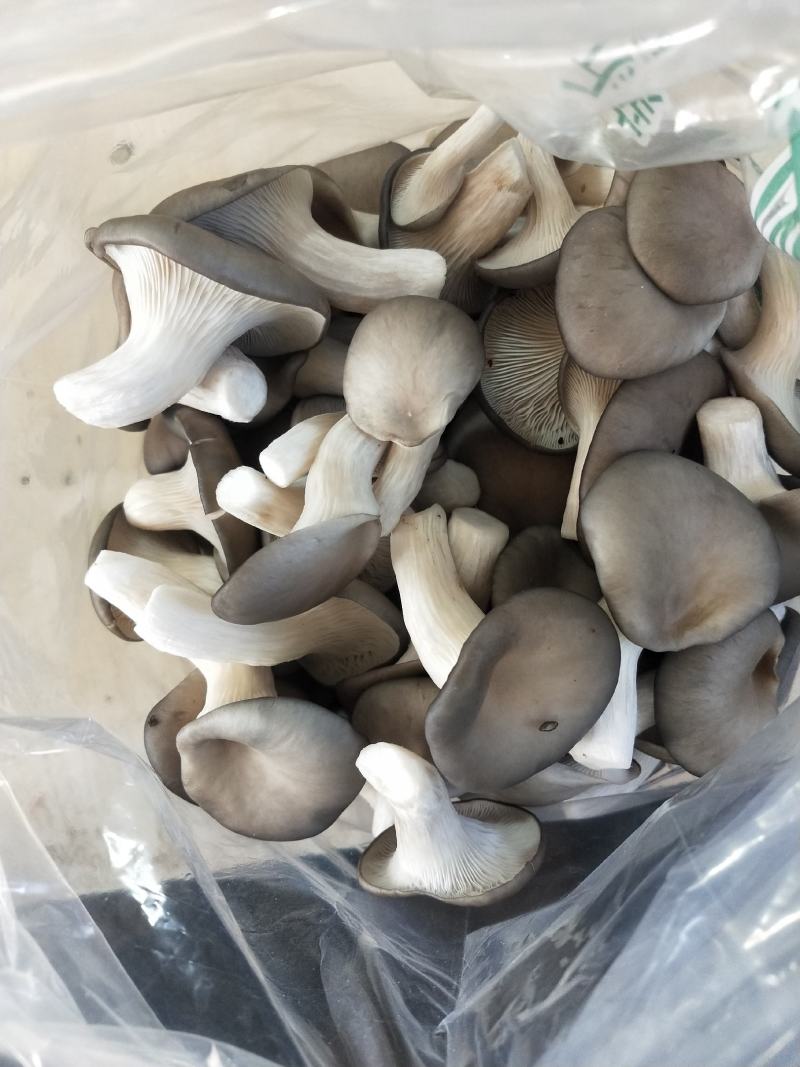 精品秀珍菇基地直销，量大从优，欢迎各地老板咨询问价。