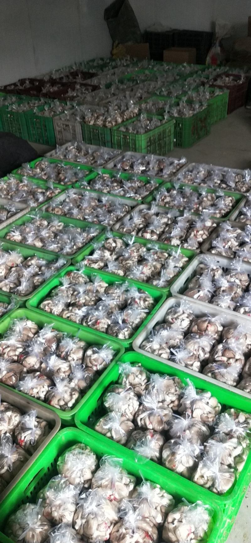 精品秀珍菇基地直销，量大从优，欢迎各地老板咨询问价。