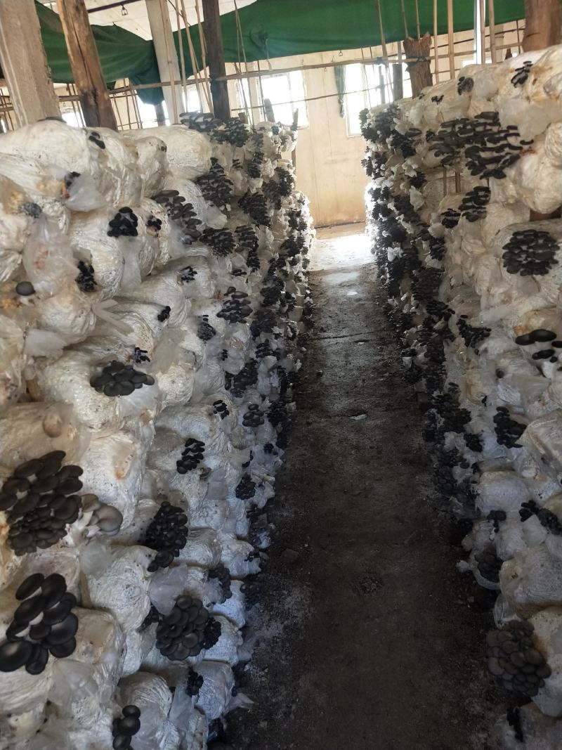 精品秀珍菇基地直销，量大从优，欢迎各地老板咨询问价。