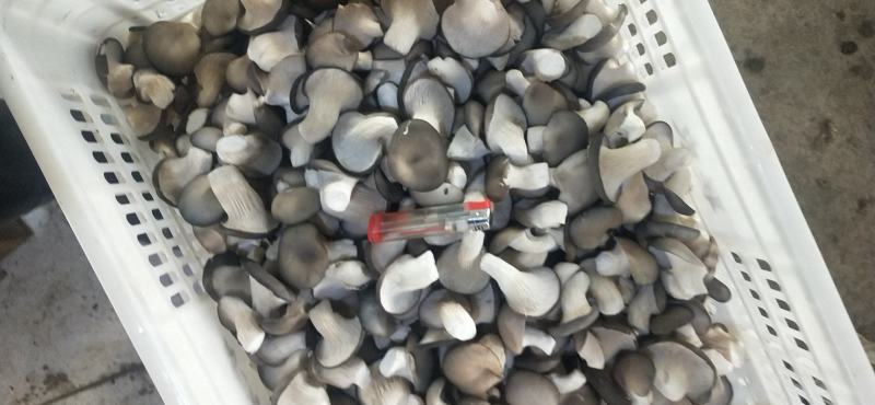 精品秀珍菇基地直销，量大从优，欢迎各地老板咨询问价。