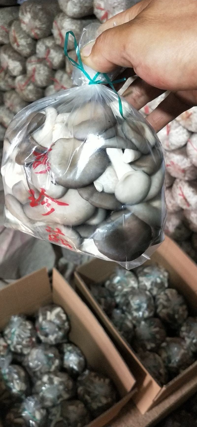 精品秀珍菇基地直销，量大从优，欢迎各地老板咨询问价。