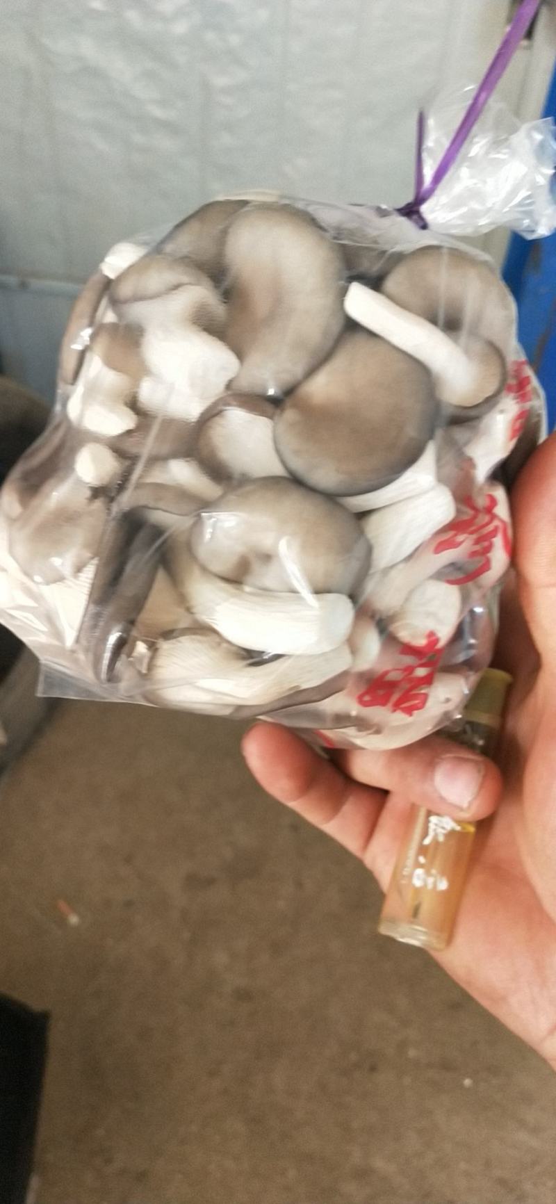 精品秀珍菇基地直销，量大从优，欢迎各地老板咨询问价。