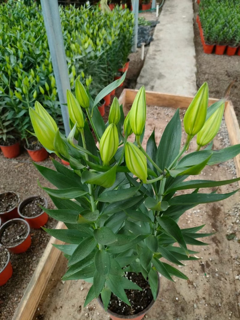 香水百合，大量现货供应，物流直发，欢迎咨询选购！