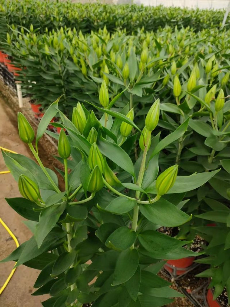 香水百合，大量现货供应，物流直发，欢迎咨询选购！