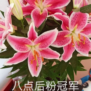 香水百合，大量现货供应，物流直发，欢迎咨询选购！