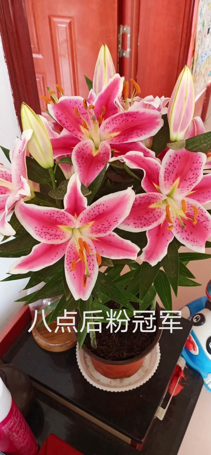 香水百合，大量现货供应，物流直发，欢迎咨询选购！