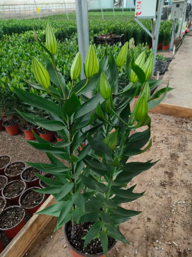 香水百合，大量现货供应，物流直发，欢迎咨询选购！