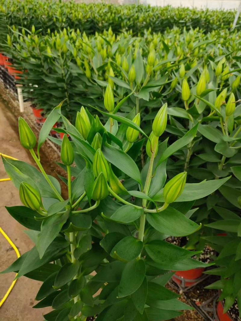 香水百合，大量现货供应，物流直发，欢迎咨询选购！