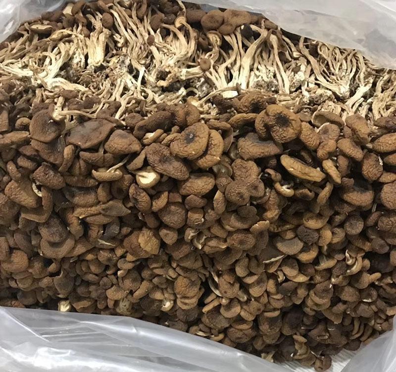 福建古田茶树菇食用菌产地直发货量充足量大从优欢迎采购