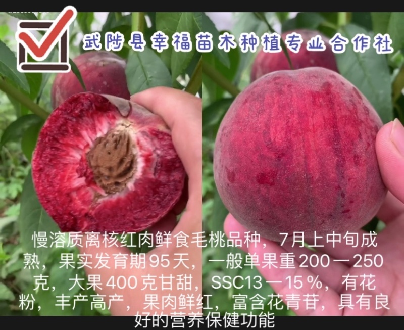 优质桃树苗