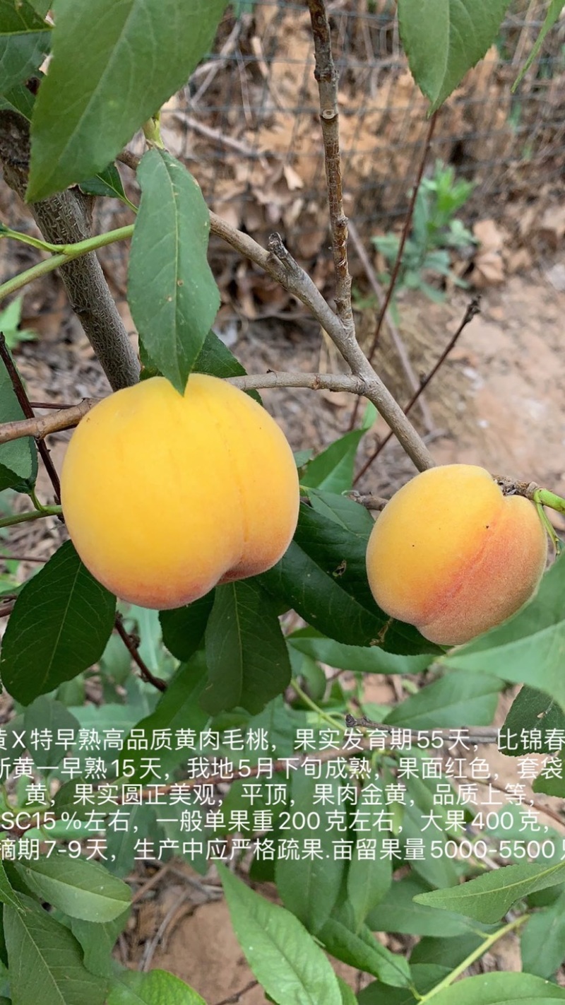 优质桃树苗
