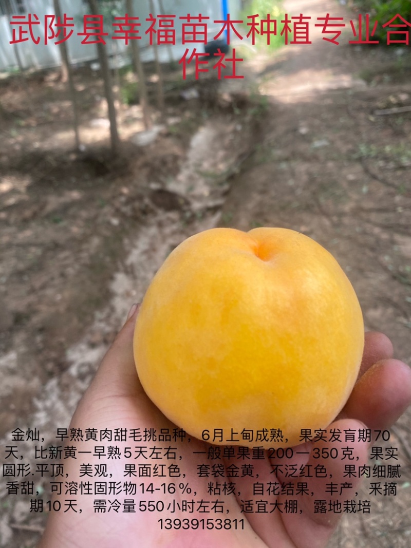 优质桃树苗